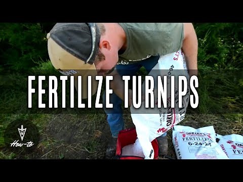 How To Fertilize Turnip Food Plots
