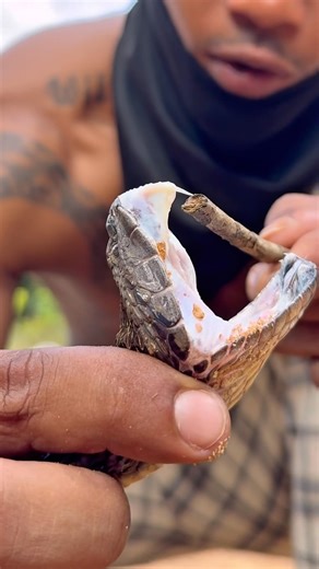 Le serpent le plus mortel de l’Amazonie !! 🐍💀