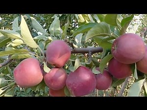 Beautiful apple garden/Delicious red apple🍎