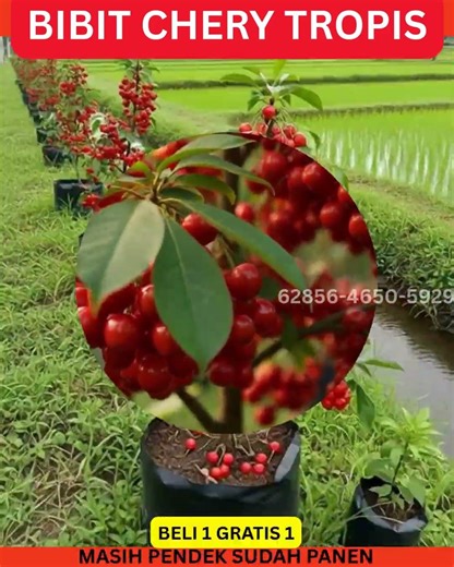 BIBIT CHERRY 3