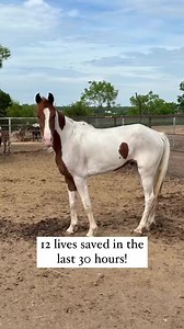 12 lives saved in the last 30 hours! THATS something to be proud of! That’s doing a LOT of good! And we are only just getting started! NOW through Sunday is when the horses are coming in for the auction, with the biggest part of the sale starting on Sunday at 9am. We are here to get as many as we can financially support through donations, to keep them out of traders hands and from the kill pens hands where they will be shipped to slaughter. YES, this is a thing. Still. Your donations are literal