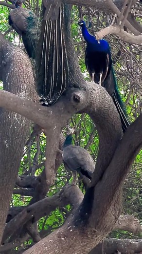 Wait ... are those peacocks 🦚👀🌿??