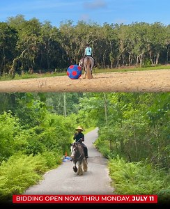 Rachel Stevick-Quires of Copperstone Equestrian Center is proud to introduce Bally. ♦️ A 6 yr. old 14hh Black Sabino, Gypsy Vanner Gelding ♦️ ⭐️ 𝐒𝐔𝐌𝐌𝐄𝐑 𝑺𝒑𝒆𝒄𝒕𝒂𝒄𝒖𝒍𝒂𝒓 ⭐️ - Only taking place until 𝗠𝗢𝗡𝗗𝗔𝗬 | 𝗝𝗨𝗟𝗬 𝟭𝟭. Available EXCLUSIVELY on HorseBid's website! For more details and to register, visit www.horsebid.com ⚡️𝑫𝑰𝑹𝑬𝑪𝑻 𝑳𝑰𝑵𝑲 𝑻𝑶 𝑩𝑰𝑫: https://bid.horsebid.com/lots/view/4-6IJEAW/bally Questions about this horse❓ Reach out to: Copperstone Equestrian Center