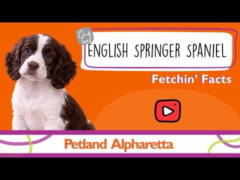Puppy Alert! English Springer Spaniel Facts That Will Melt Your Heart