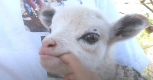 A Sheep Mated With A Goat To Make Adorable Hybrid Baby