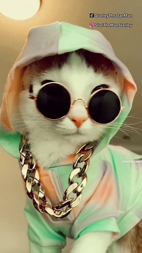 Catsoftiktok - Funny Money Jiggle Jiggle Meme Compilation