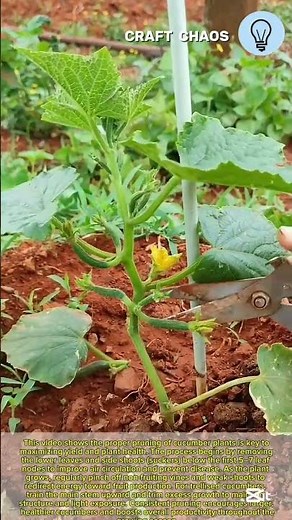 Cucumber plant pruning properly for massive yield