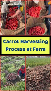 Carrot Harvesting Process at Farm 🥕🥕 | Street Food Planet