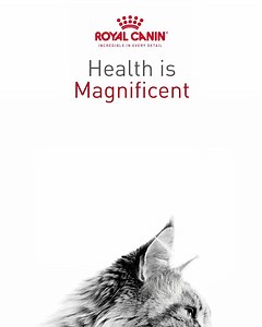 228 reactions · 39 comments | With over 200 formulas, and 60 breed diets, Royal Canin nutrition can bring out the magnificence in your pet. Find your cat’s diet at a store near you. | Royal Canin | Facebook