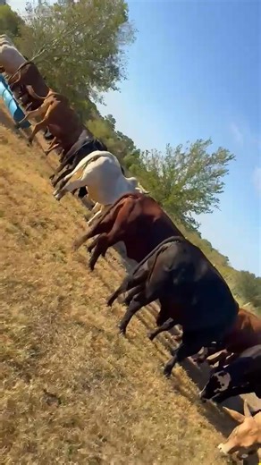 4.9K views · 23 reactions | ⭐️ Selling Tuesday, November 11 ⭐️ 13, 2 to 6 year old mixed crossbred cows. Bred to Brahman or Brangus bull. 1 pair on them. For more information: Scott Scarmardo • 979-224-3764 Barn • 979-778-0904 | Brazos Valley Livestock Commission | Facebook