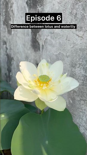 Difference between lotus and waterlily #lotus#waterlilly #aquaticplants #gardeningideas