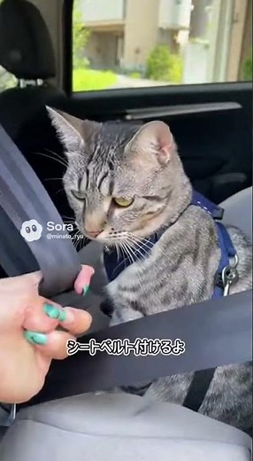 チャイルドシートでシートベルト付けるよ「にゃー！（ええ！？）」