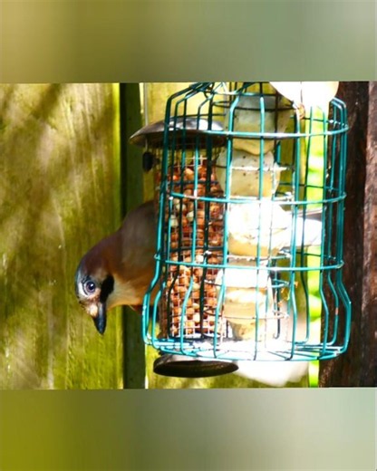 Eurasian Jay Bird On Bird Feeder On A Beautiful Day