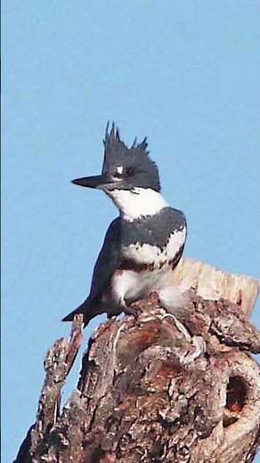 Belted Kingfisher Bird Sound Video Short: North American Nature Sounds