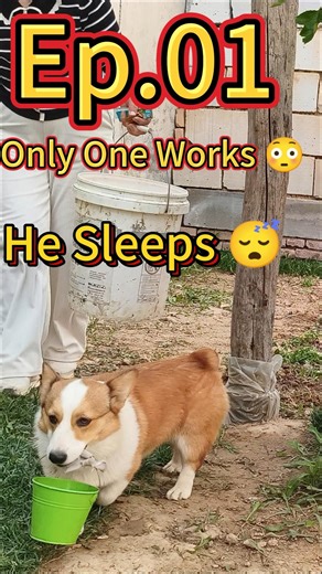 Corgi Work Life Ep.01 🏡 Only One Works… While He Sleeps 😂