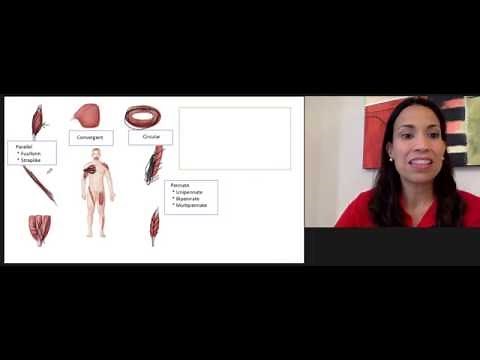 1. Arrangement of Fascicles in Muscles