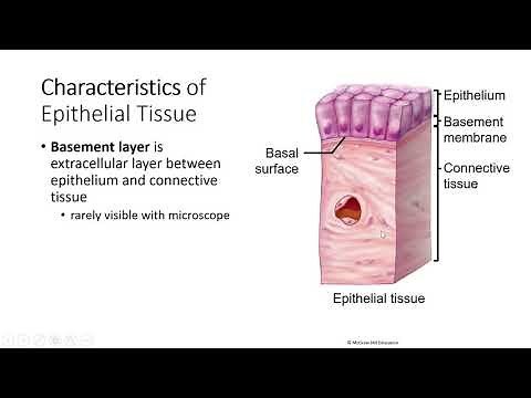 Ch4 Pt2, Tissues, Epithelial Tissue Characteristics