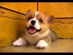 Cute Welsh Corgi Puppy