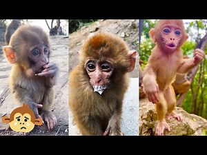 The baby monkey cried a lot because he couldn't find his mother. The baby monkey was abandoned.