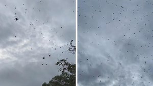 Terrifying video shows spiders falling like rain in Brazil