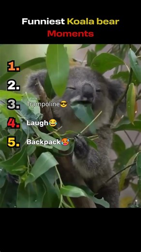 Funniest koala bear Moments