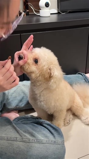 Fun Dog Tricks with a Maltipoo: Snoot Challenges