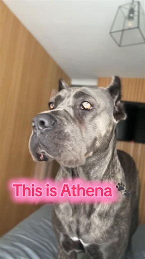 Help Save Athena: Support Her Journey to Recovery