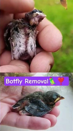 Botfly Removal🦜❣️ #usashorts #bird #usareels