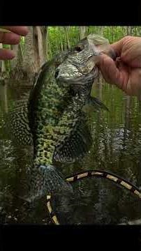 Crappie wearing his tuxedo during spawn ! #crappiefishing #fishing #swamp