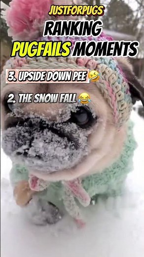 Ranking Top 3 Funny Pug Fails Moments 🤣 🤪 🐶 #pug #dog #funny