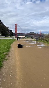 Puli dog 🤩🤩 jenniferlopez #alexandradaddario #AngelinaJolie #MeganFox #margotrobbie #chrisevans #ChristianBale #AnneHathway #BrieLarson #ScarlettJohansson #elizabetholsen #JenniferLopez #JenniferAniston #JenniferLawrence #priyankachopra #KristenStewart #HaileeSteinfeld #emiliaclarke #galgadot #wonderwoman #DC #mcu #MeganFox #kyliejenner #kimkardashian #kendalljenneredit | Puli Dog