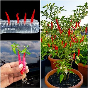 Chili to plant || How to grow chili plant at home || Make your garden hot & spicy | DIY IndoorGarden
