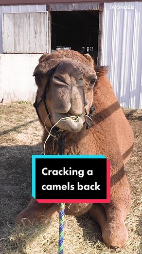 Chiropractic Treatment for Happy Camel Relief