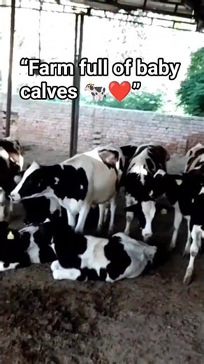 🔥“Too Many Baby Cows! 🐄😍 You Won’t Believe This Farm!”