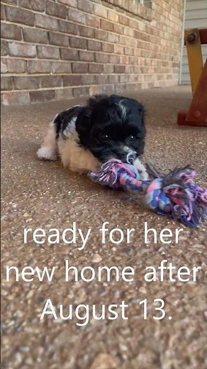 LRosie.6 #cutedog #puppy #doglover #dog #pets #dogs #cute #puppies #cutepuppy #doglife #happy #pet