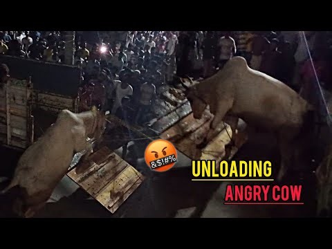 Bankra Purbo Sardar Para 🔥 Angry Ox 2025 Dengerous 😤