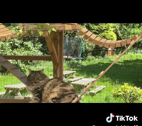 Savannah Kitty on TikTok