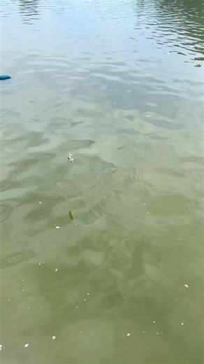 78K views · 972 reactions | Another beautiful fish falling victim to the Fox XL Bubble float used to present a live bait on the surface | Exotic Fishing Thailand | Facebook