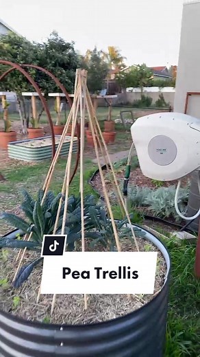 Effective Pea Trellising Tips for Your Garden