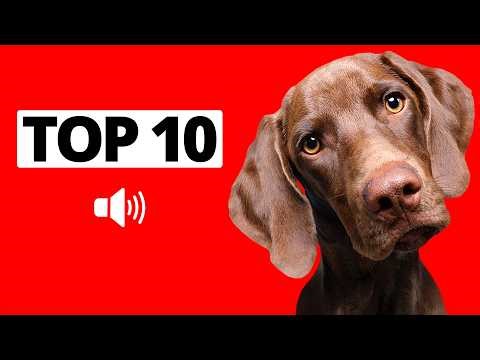 10 Amazing Dog Sounds for Crazy Reactions - Must See! 🐶