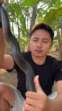 PEBEDAAN COBRA DAN KING COBRA #cobra #kingcobra #snake #reptiles #reptilekeeper