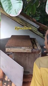 Koloni lebah superrrrr👍 #lebahmadu