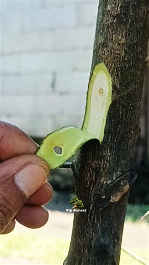 simple grafting practice tips 🌱🌳 #plants #garden #gardening #nature #craft #diy #grafting