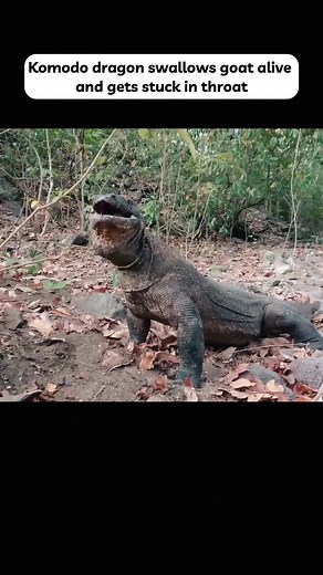 Komodo dragon swallows goat alive and gets stuck in throat #monitor lizard #goat #animal #animalworld #foryou #fyp