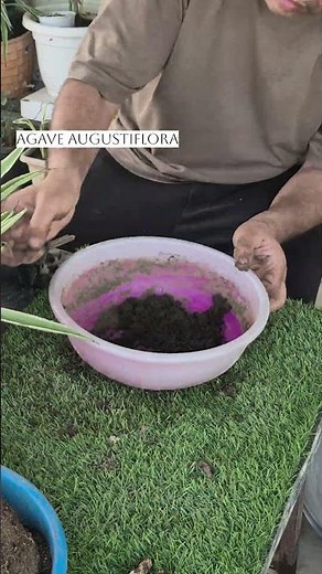 Agave angustifolia Care, Watering & Growth Guide #agaveplant #homegarden #shortvideo #hardyplants