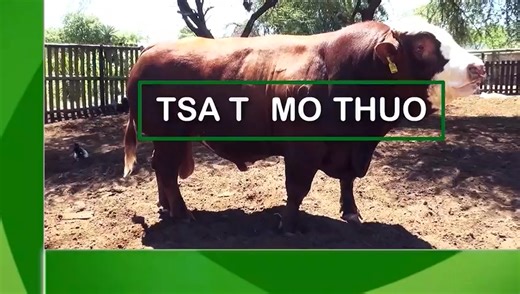 BLACK AUSTRALORP CHICKEN BREED PROMO 2025 | Ministry of Lands and Agriculture