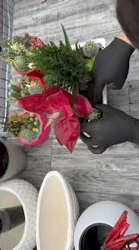 “Beautiful Red Leaf & Mini Forest Combination | Plant Art”