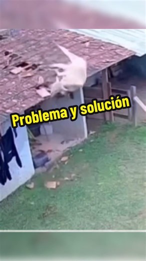 Effective solutions!!!🔥 #cows #bbq #grilling #humor #meat