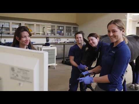 Comprehensive care for equine athletes