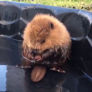Way too cute. Thanks to the Alberta Institute for Wildlife Conservation for opening its doors to this adorable baby beaver. http://bit.ly/29toVbP | Canada Keep Exploring